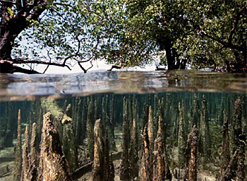 dws-unesco-ihe-kendari-mangroves-roots-350px