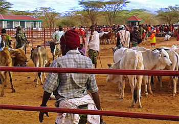 dws-a4a-mwa-kenya-rapid-livestock-350px