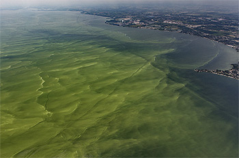 dws-barley-algae-bloom-350px