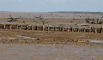 dws-bwn-suriname-dam350px