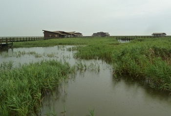 dws-china-wwf-dongtan-reserve-350px