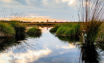 dws-cop24-wetlands350px