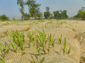 dws-cordaid-bangladesh-green-soil-bags-350px