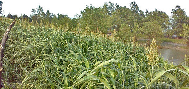 dws-cordaid-green-bag-levee-bangladesh-flourishing-650px