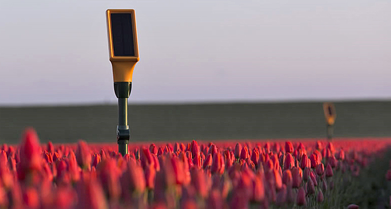 dws-dacom-eijkelkamp-sensetion-tullips-770px