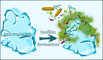 dws-deltares-biofilm-microplastics-scheme-350px
