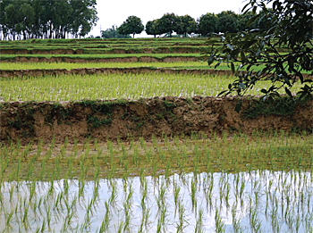 dws-deltares-delta-atelier-barind-rice-fields-350px