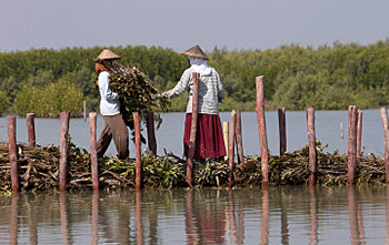 dws-deltares-demak-dam-350px