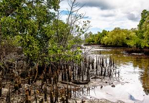 dws-deltares-flume-mangrioves-300px