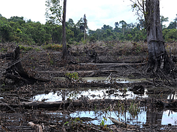 dws-deltares-jcp-indonesia-deforestation-350px
