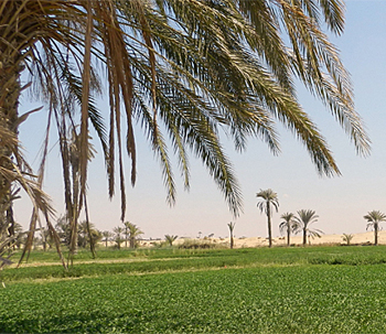 dws-euroconsult-nexus-egypt-faiyum-agri-350px