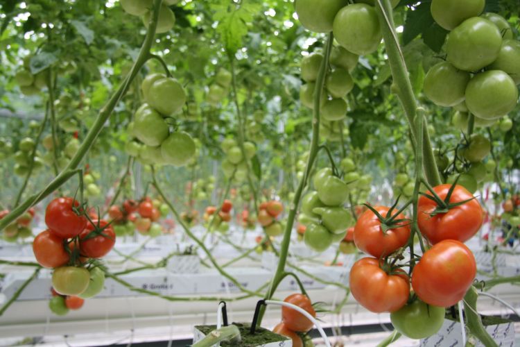 dws-first-delft-blue-water-tomatoes-plucked-770px