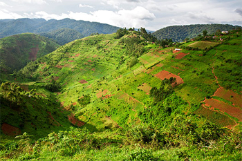 dws-futurewater-rwenzori-uganda-tea-plantation-350px