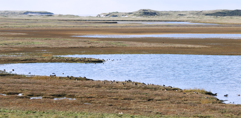 dws-imares-wadden-sea-texel-national-park-770px-1