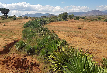 dws-justdiggit-bund-training-agave-350px