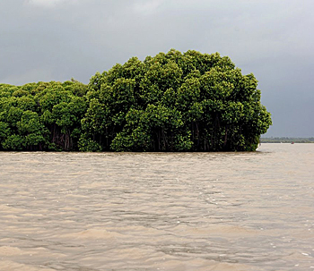 dws-nioz-large-ecosystem-mangrove-india-350px