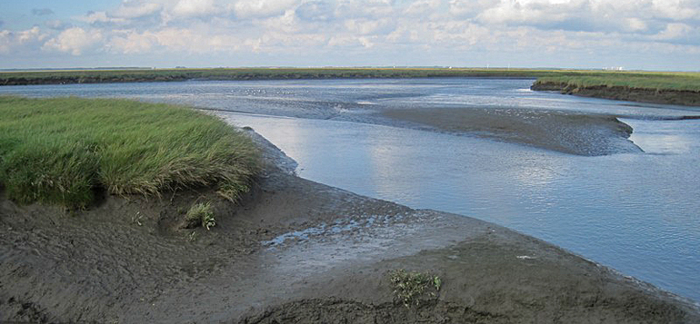 dws-nioz-large-ecosystems-saeftinghe-2-netherlands770px-1