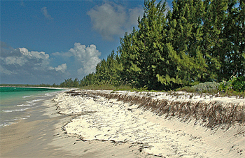 dws-nioz-seagrass-erosion-bahamas-350px