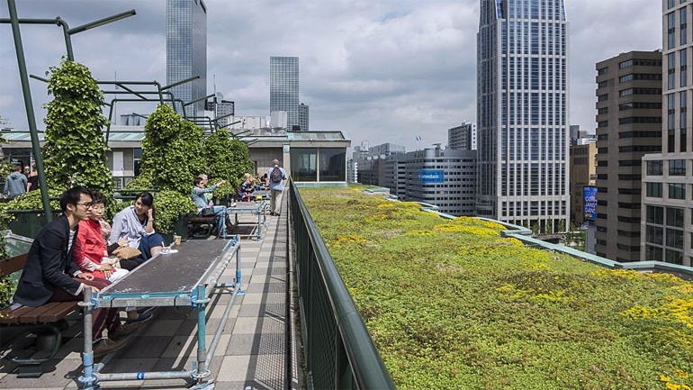 dws-nwo-water-jpi-green-roofs-rotterdam-770px