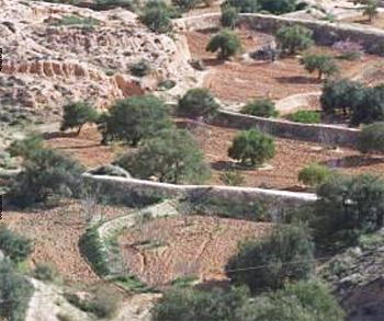 dws-nwo-wotro-rainfed-agriculture-tunesia-350px