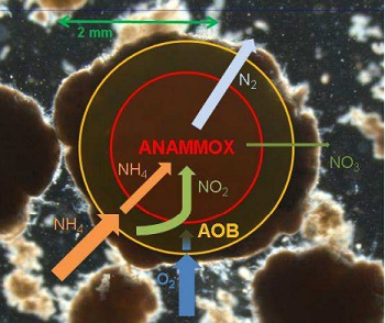 dws-paques-ovivo-anammox-granule-350px