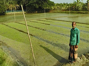 dws-rain-bangladesh-improvements-rice-field-350px