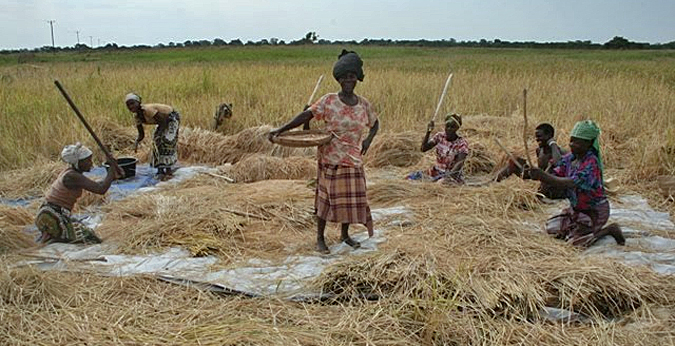 dws-rhdhv-mozambique-rice-production2-770px