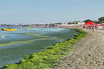 dws-romania-coast-algae-350px