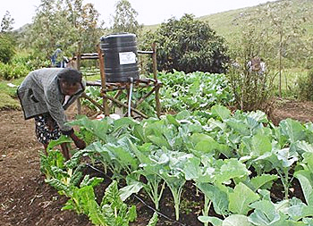 dws-snv-kenya-smart-irrigation-crops-350px