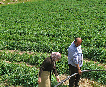 dws-swf-irrigation-farmers-350px