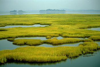 dws-swww2013-boom-wetlands-350px