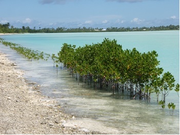dws-unga-sids-kiribati-mangroves2-350px