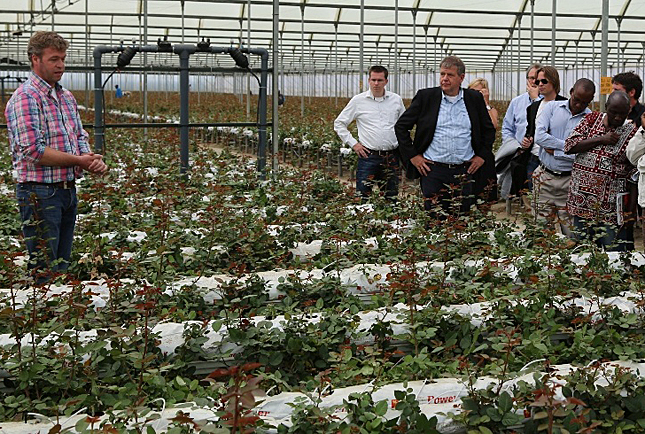 Hydroponic System In Kenyan Flower Farm