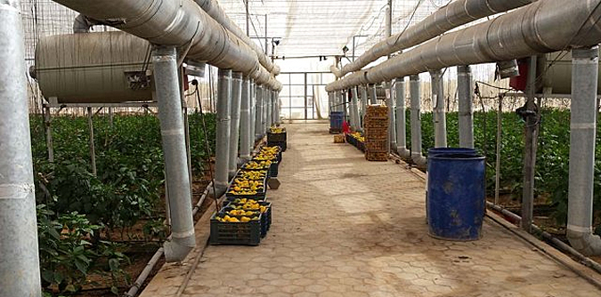 dws-wageningen-horticulture-peppers-egypt-675px