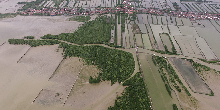 dws-wetland-bwn-java-aerial1-770px