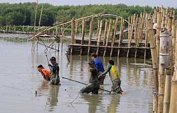 dws-wetland-bwn-java-measuring-sedimentation-350px