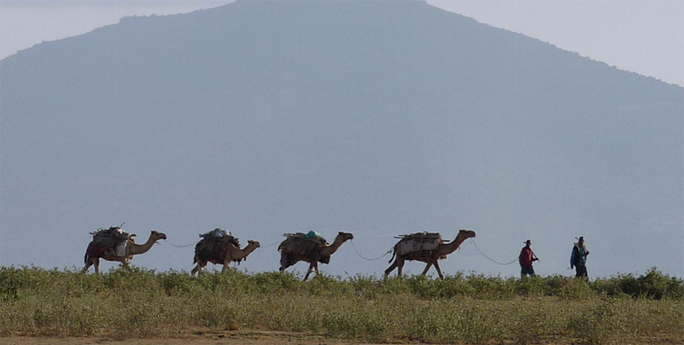 dws-wetland-ethiopia-camels-770px