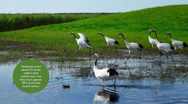 dws-wetlands-day-crane-birds-heilongjiang-770px