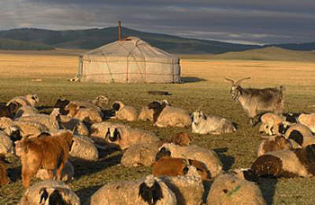 dws-wetlands-mongolia-peatland-goats-350px