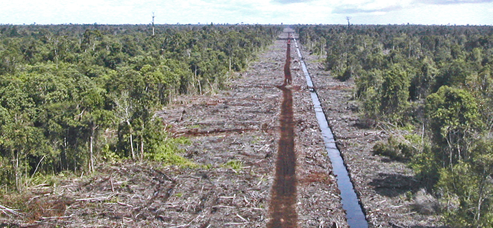 dws-wetlands-rajang-drainage-plantation-770px