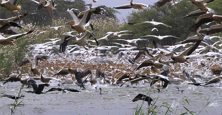 dws-wetlands-strategy-herons-770px