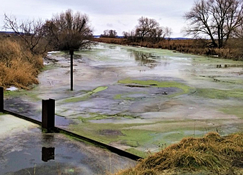 dws-wetsus-barley-simcoe-algae-bloom-350px