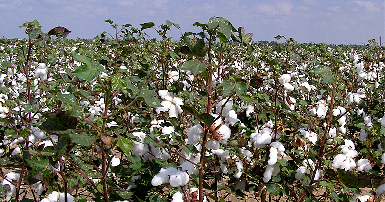 dws-wfn-ca-cotton-field-770px-1