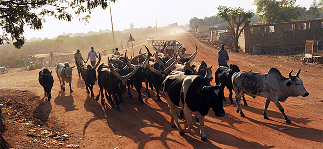 dws-wibo-south-sudan-cattle-770px