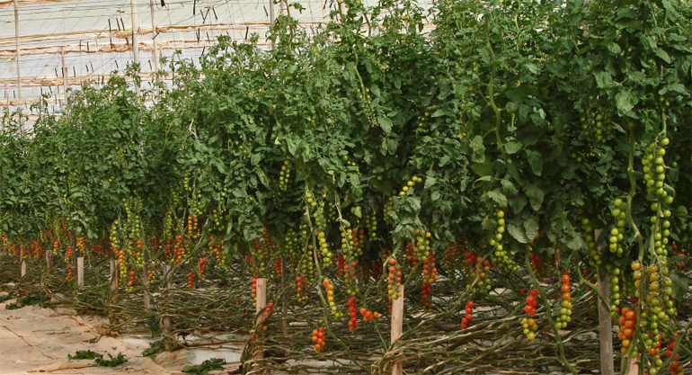 dws-wur-agadir-tomato-greenhouse-770px