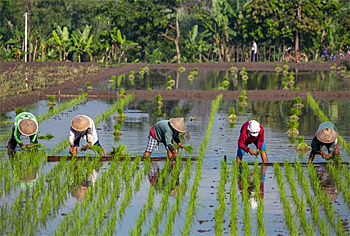 dws-wur-sdg-2-and-6-study-rainwater-rice-production-350px