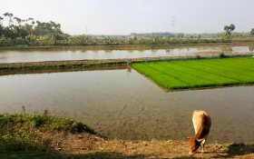 Polder near Kulna Bangladesh