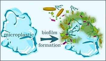 Image microplastics colonialized with microorganisms that form a biofilm