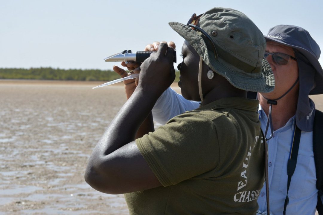 Monitoring the progress of the mangrove restoration