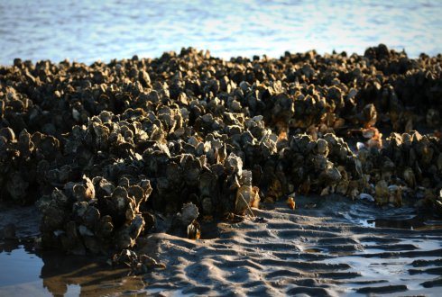 Oyster reef